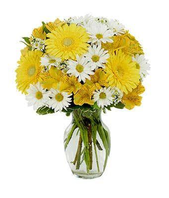 Daisy a Day Bouquet